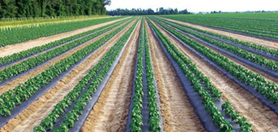 How FarmSmart Is Changing the Way India Farms How FarmSmart Is Changing the Way India Farms