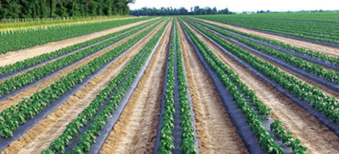 How FarmSmart Is Changing the Way India Farms