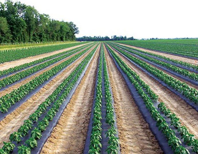 How FarmSmart Is Changing the Way India Farms