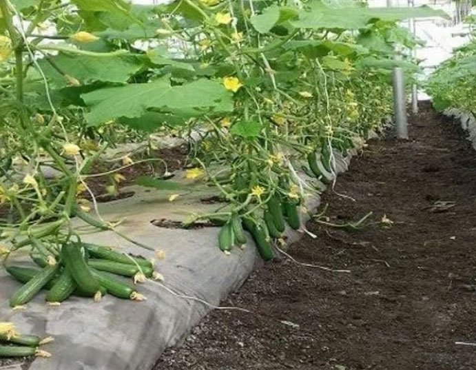 Safecrop Agriculture Mulching Film, Mulching Paper, Mulch Sheet 20 Micron Plane Silver/Black (1x400 Meter) - Image 6